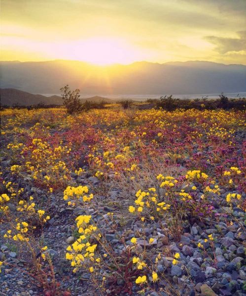USA, California, Wildflowers in Death Valley NP